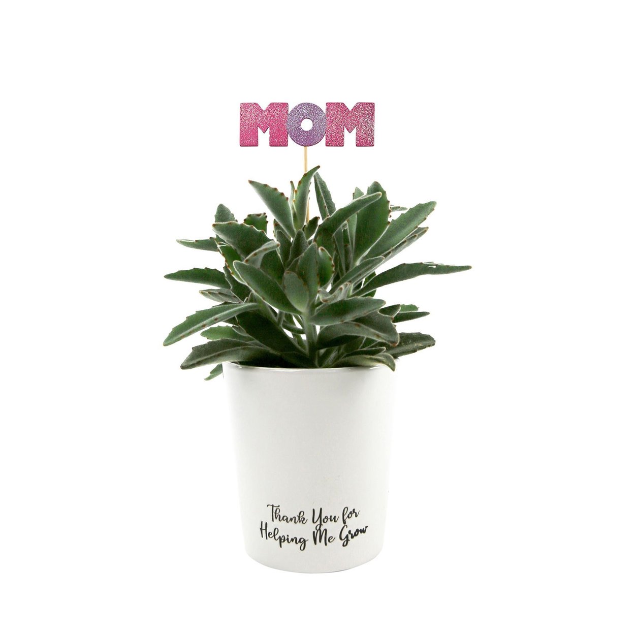 Potted Plants for Mother's Day